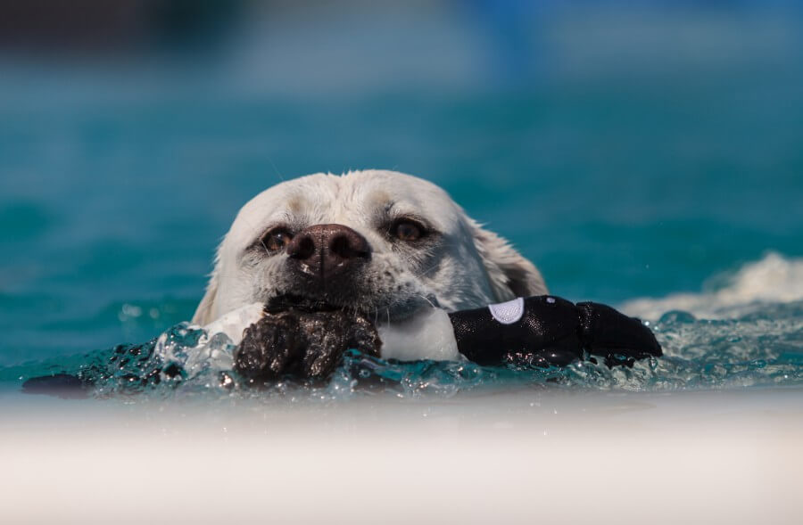 Labrador Retriever