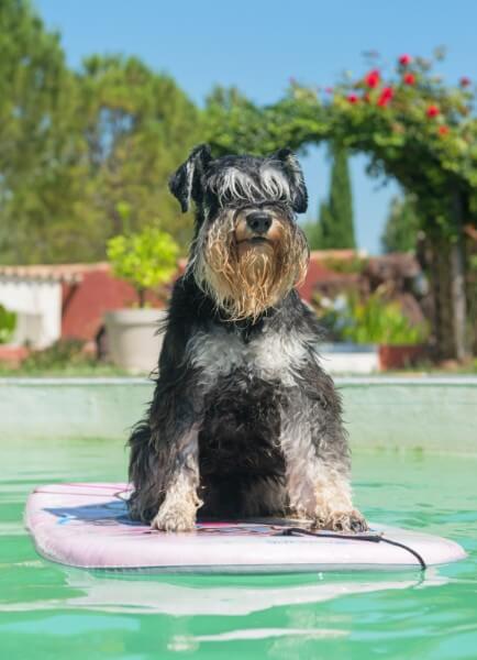 Miniature Schnauzer the boater