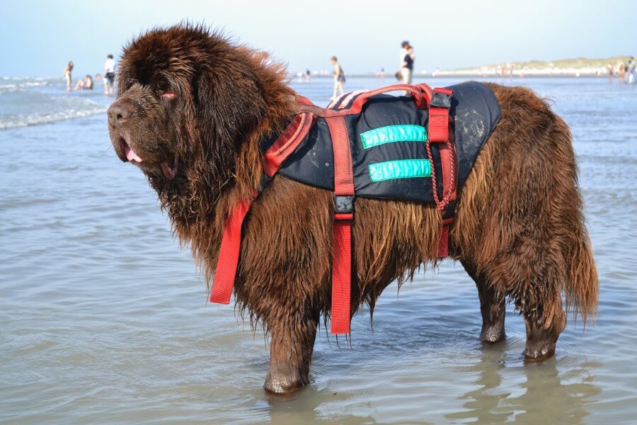 Newfoundland boating dog