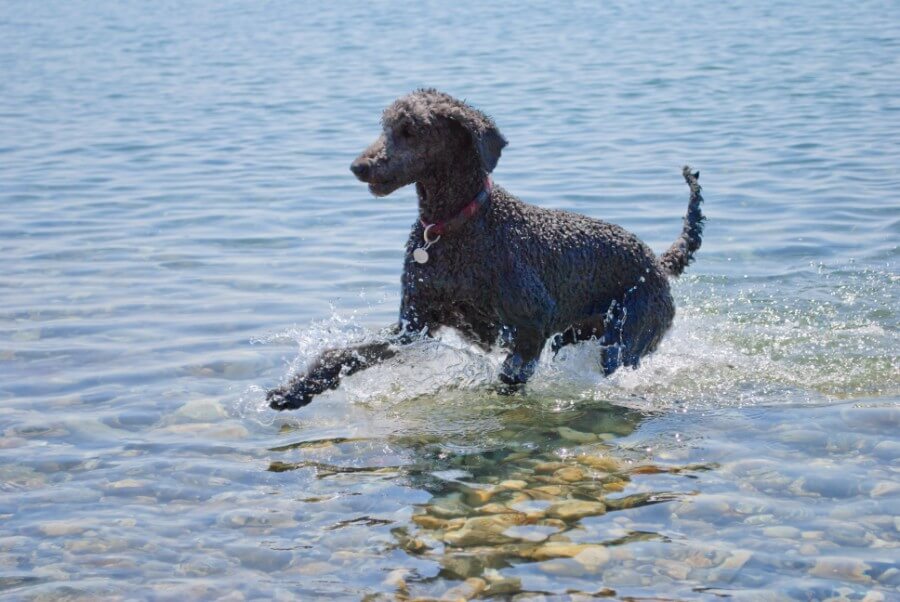 Poodle dogs are good on boats