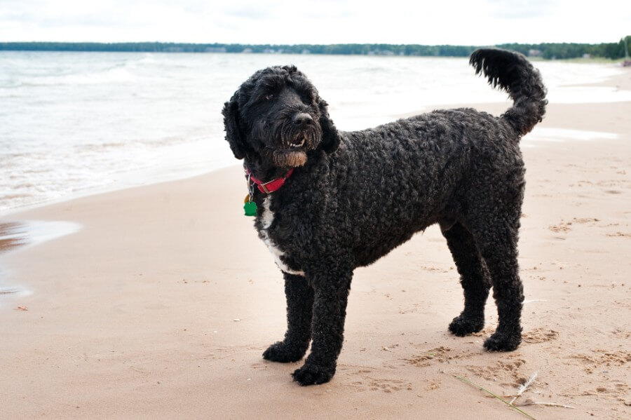 Portuguese Water Dog the boater