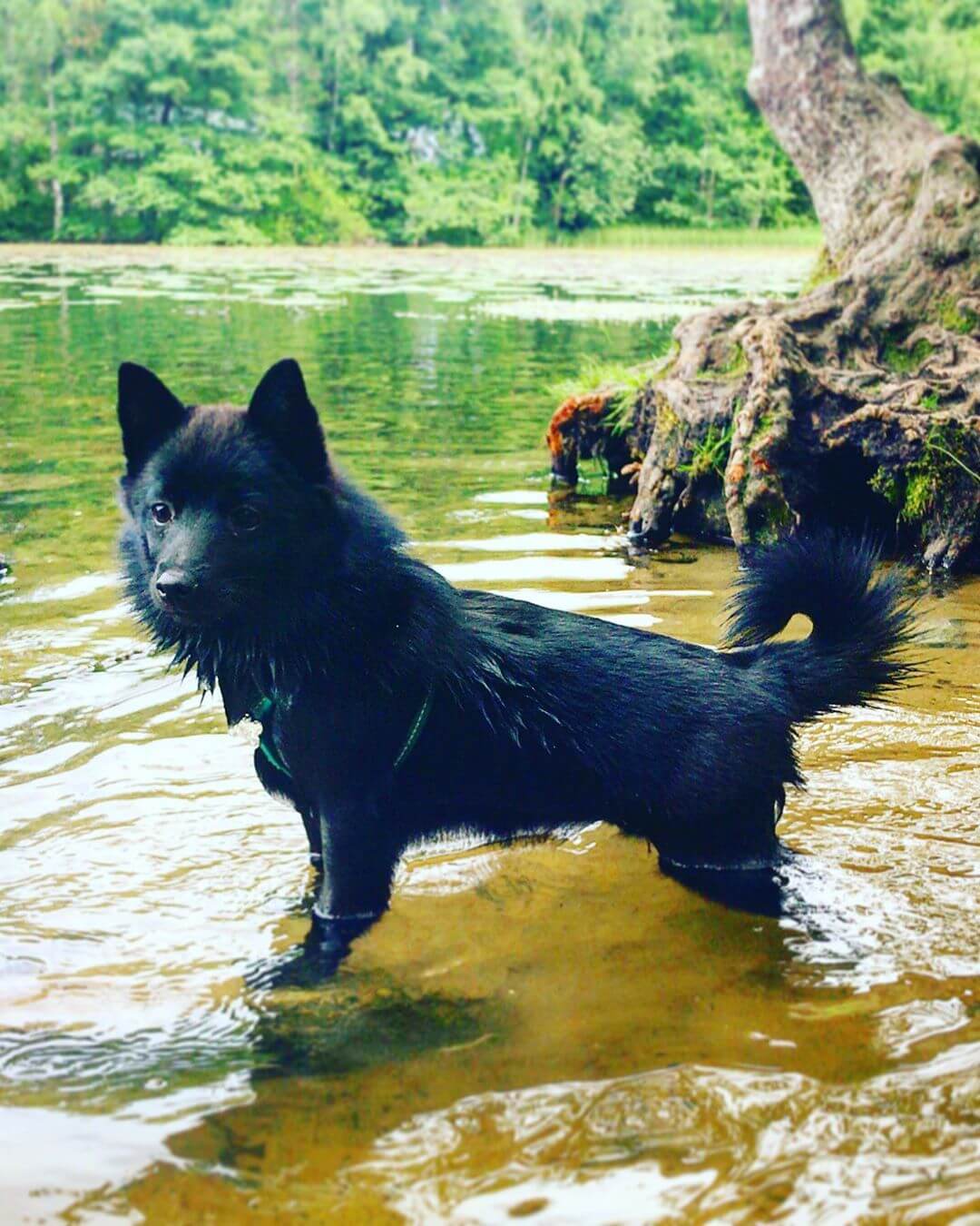 Schipperke dogs are good on boats