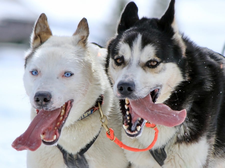 Siberian Husky running a sled