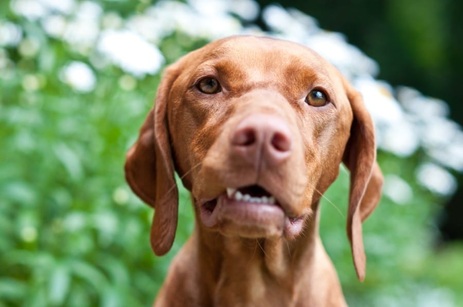 Vizslas are good with babies