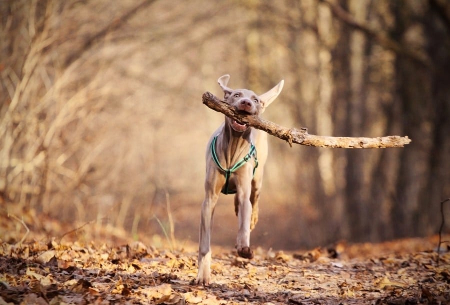 Weimaraner running with a stick