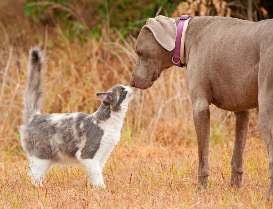 Weimaraners are not good with cats