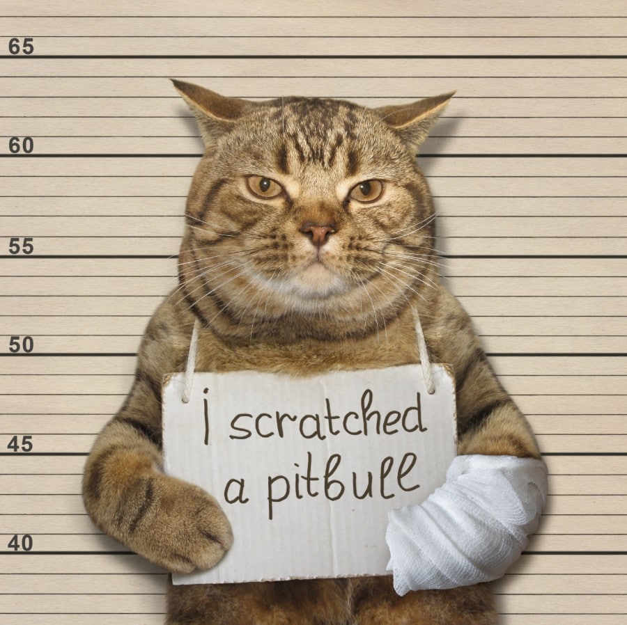worst dog breeds for cats - Pitbull