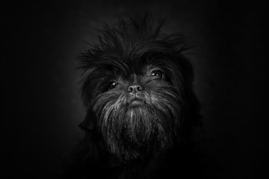 Affenpinscher glamour shot