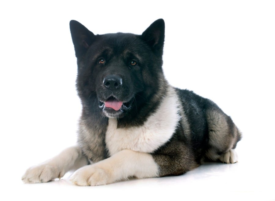 Akitas are one of the worst dogs for first time owners