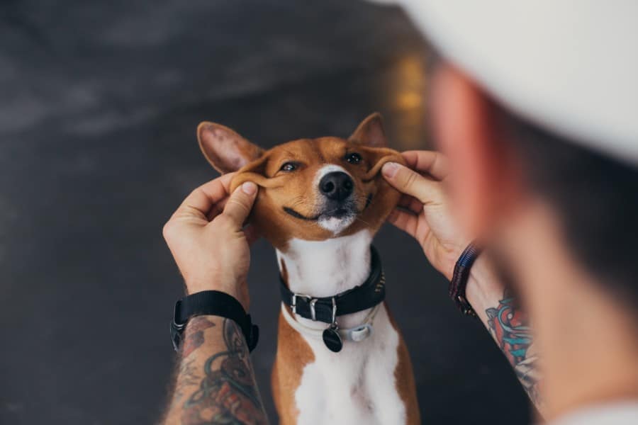 Basenji smile