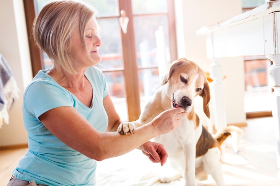 Beagle and senior woman