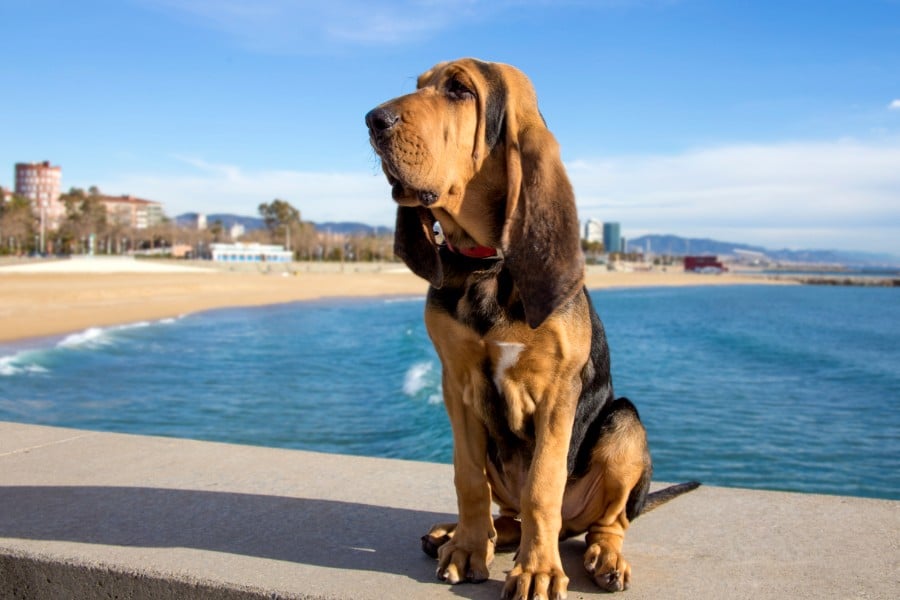 Bloodhound dog at the beach