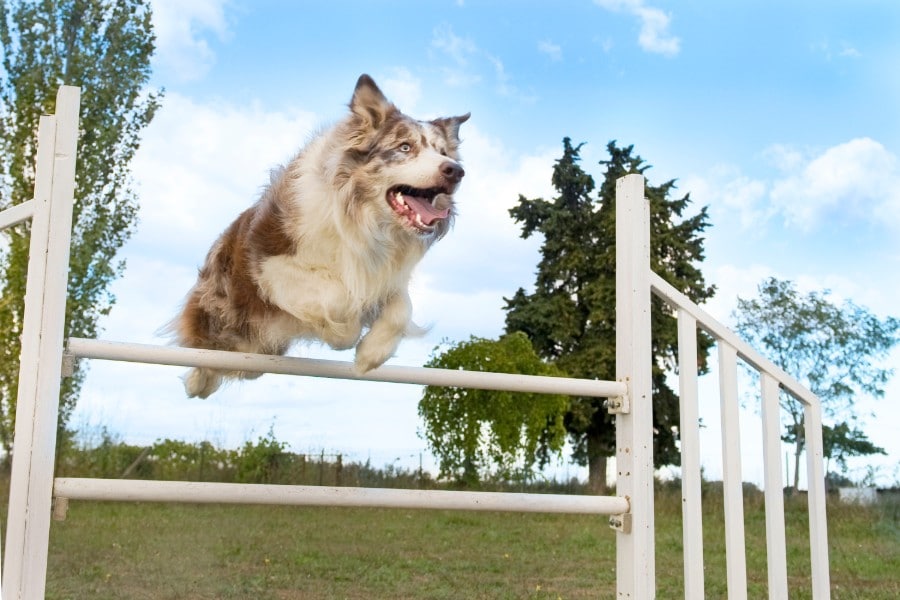 Border Collie jumping