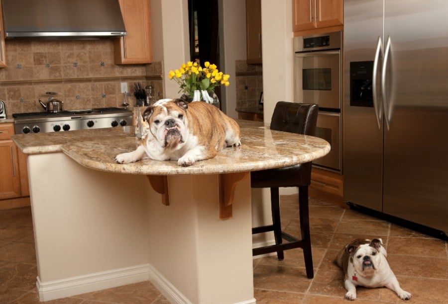 Bulldog on counter