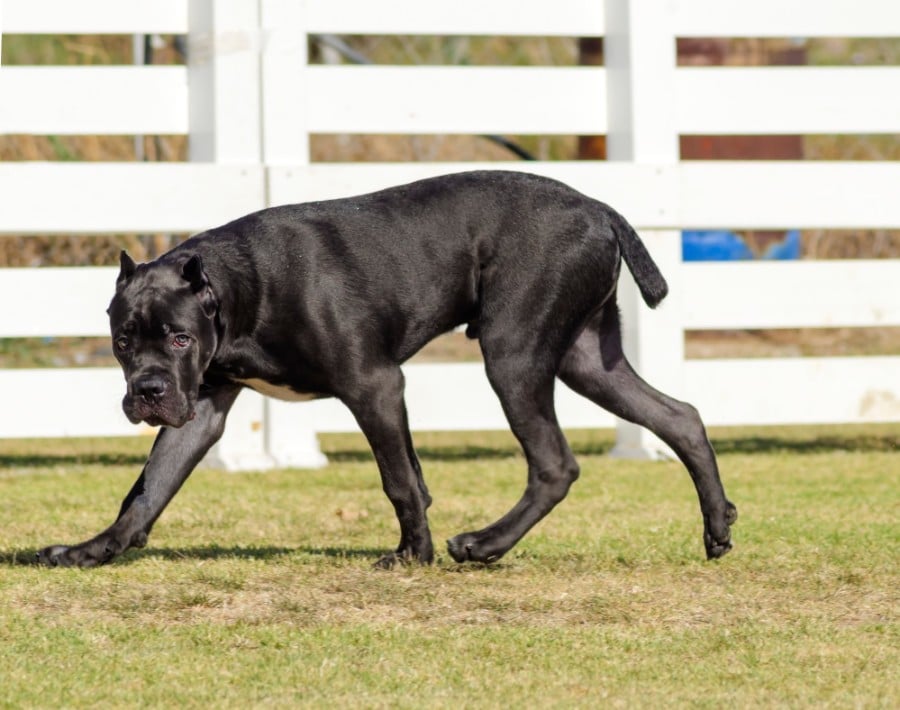 Cane Corso