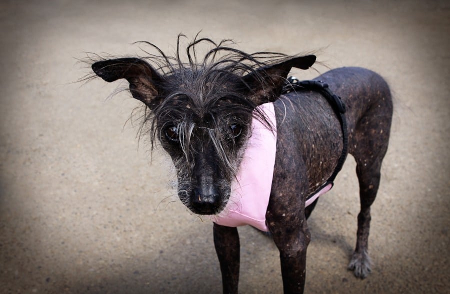 Chinese Crested dog