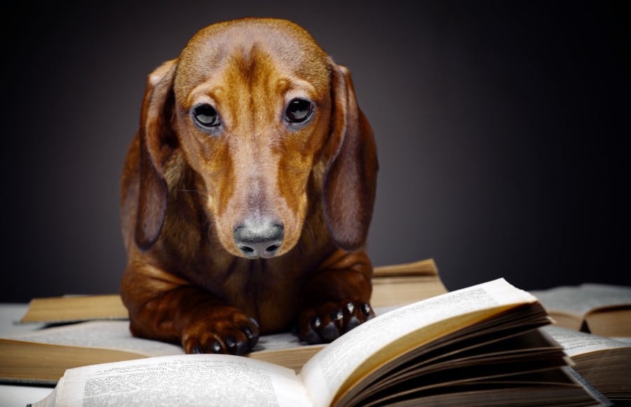 Dachshund hitting the college books