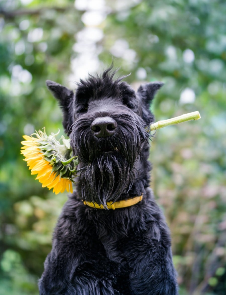 Giant Schnauzer with flower