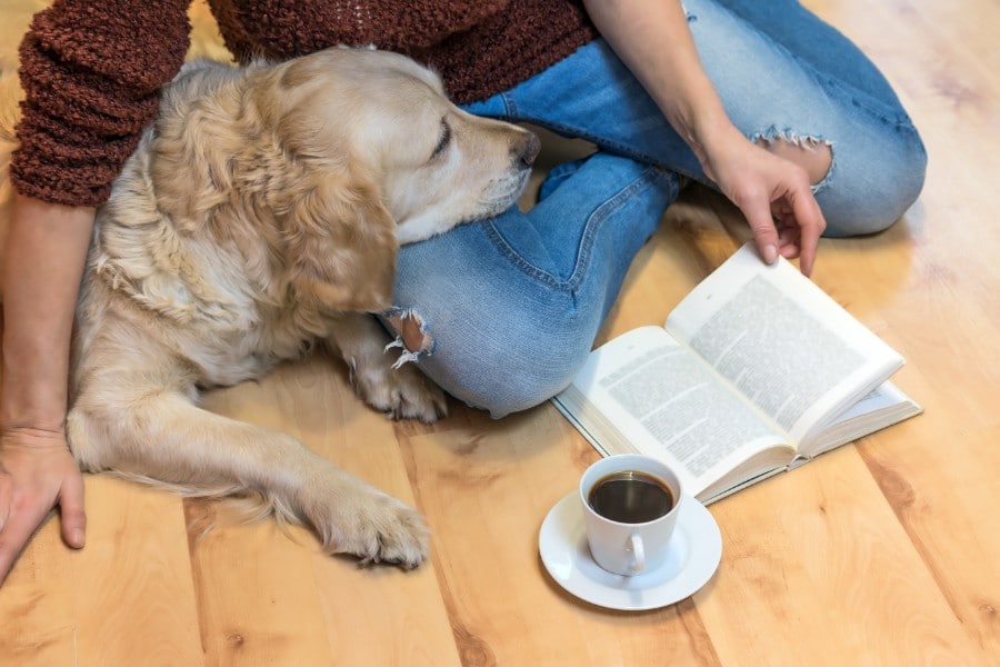 Golden Retriever studying