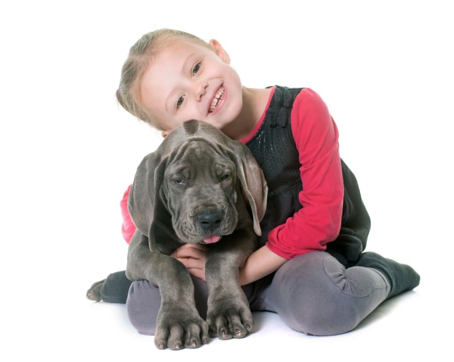 Great Dane puppy and first time dog owner