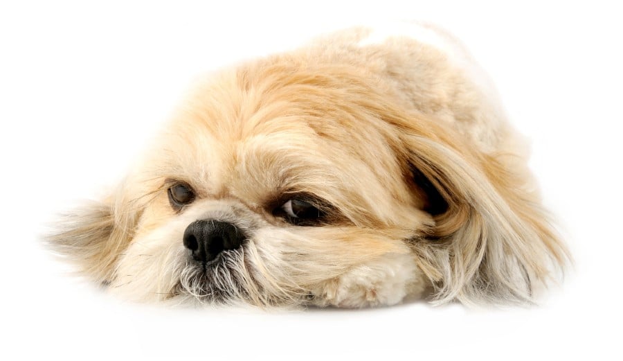 Lazy Lhasa Apso