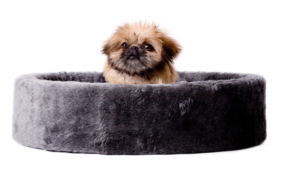 Pekingese dog surprise