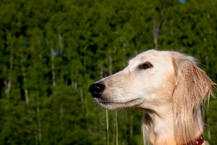 Saluki dogs are not good with cats