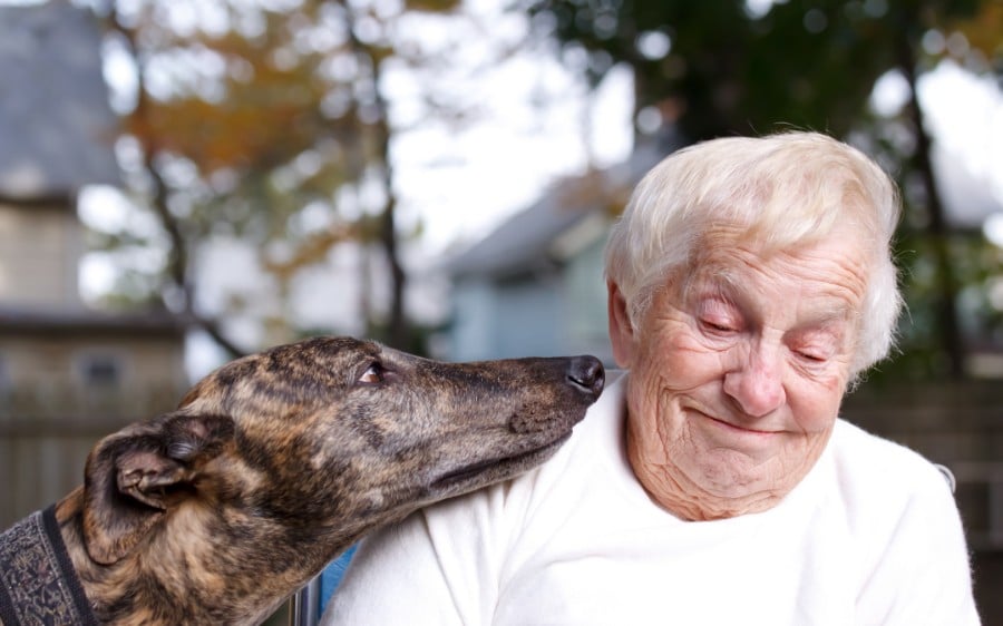 Senior and Greyhound friend