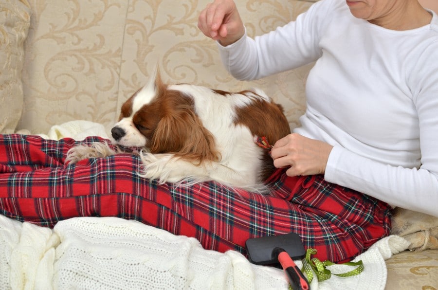 Senior woman relaxing with Cavalier King Charles Spaniel