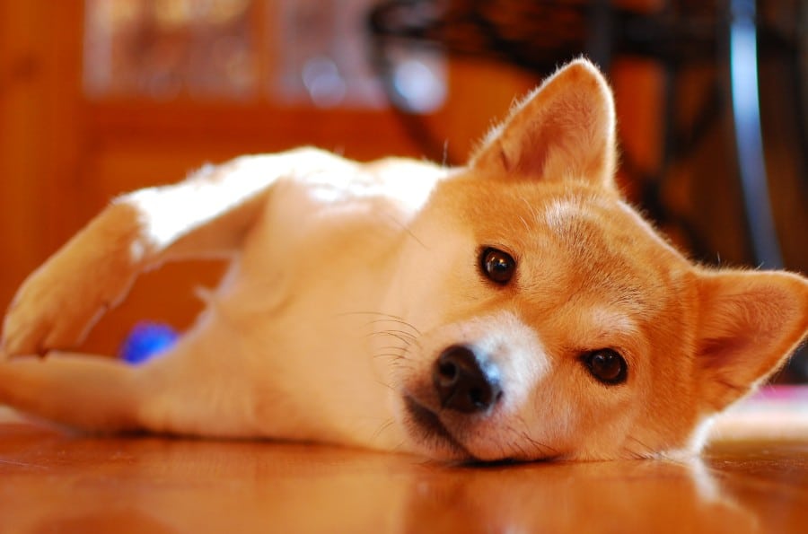 What's up, Shiba Inu?