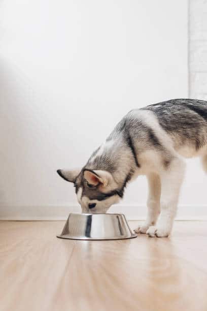 how much should my siberian husky eat